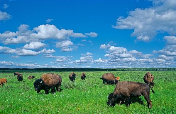 Canada-Manitoba-Riding Mountain National Park Herd of American plains bison grazing on prairie